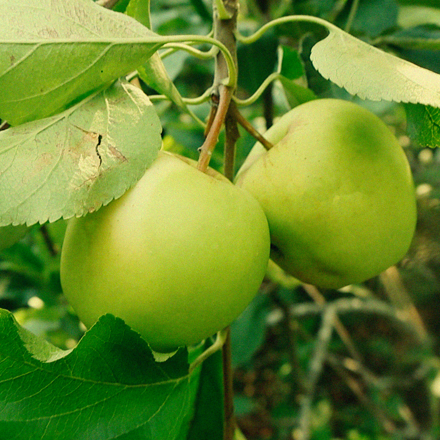 you can take the girl out of the city…